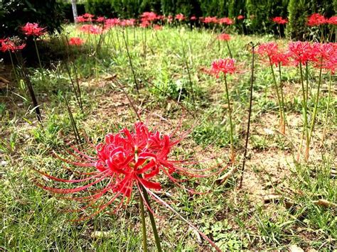 曼陀羅華 曼珠沙華|冥界之中的彼岸花：曼珠沙華與曼陀羅華